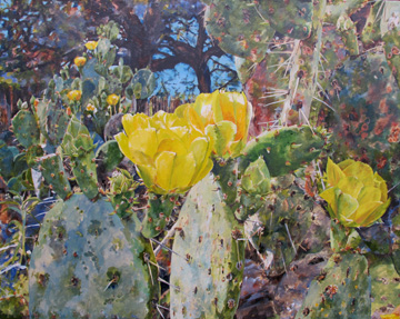 Rocksprings Cactus